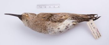 Media type: image;   Ornithology 292205